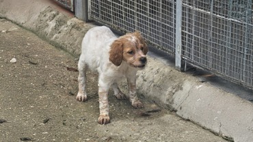 Cucciolo Breton bianco arancio - Dell'Ordine dei Templari