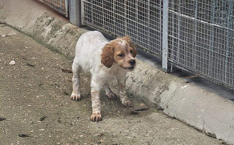 Cucciolo Breton bianco arancio - Dell'Ordine dei Templari