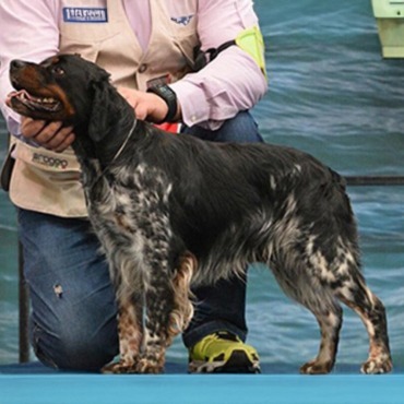 Epagneul Breton maschio