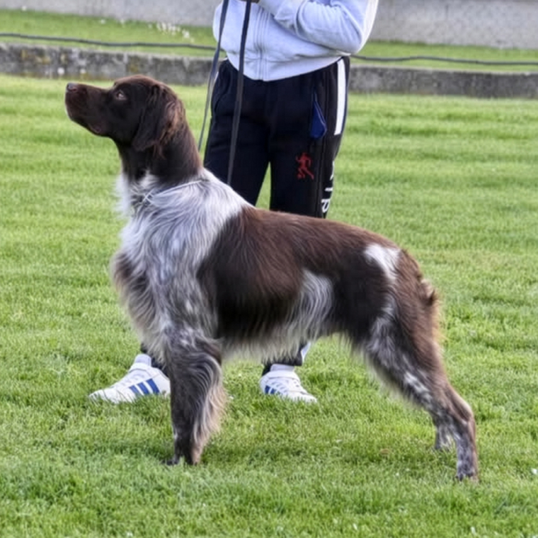 Porthos de la Plaine Marat