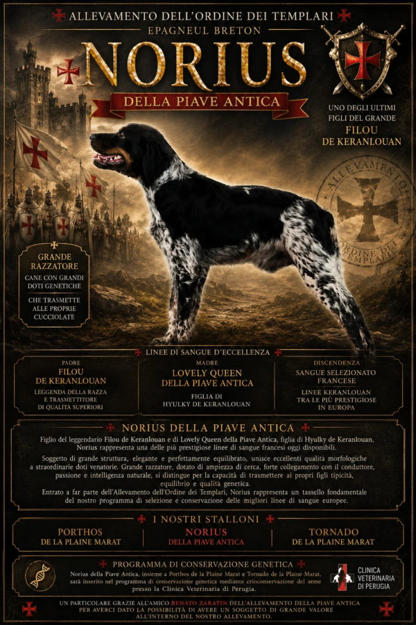 Norius-dell-ordine-dei-templari